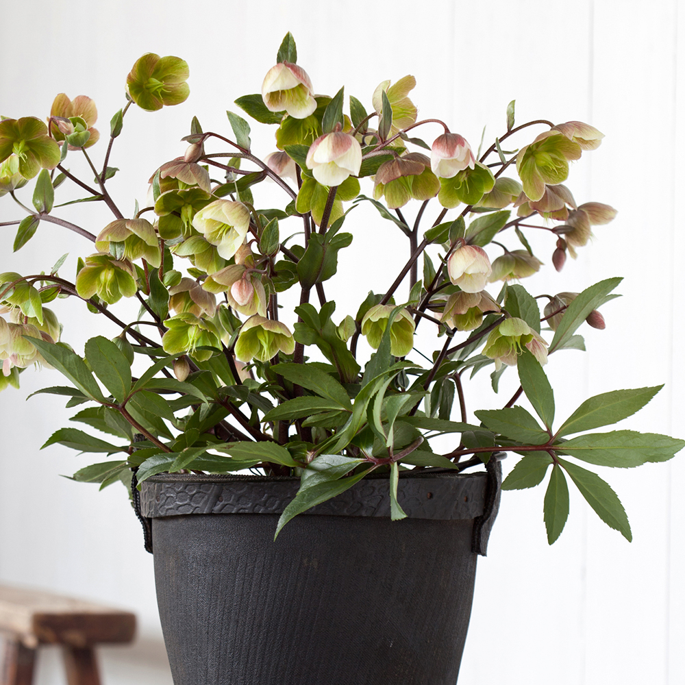 HilverdaFlorist-Helleborus-Interspecific JWLS