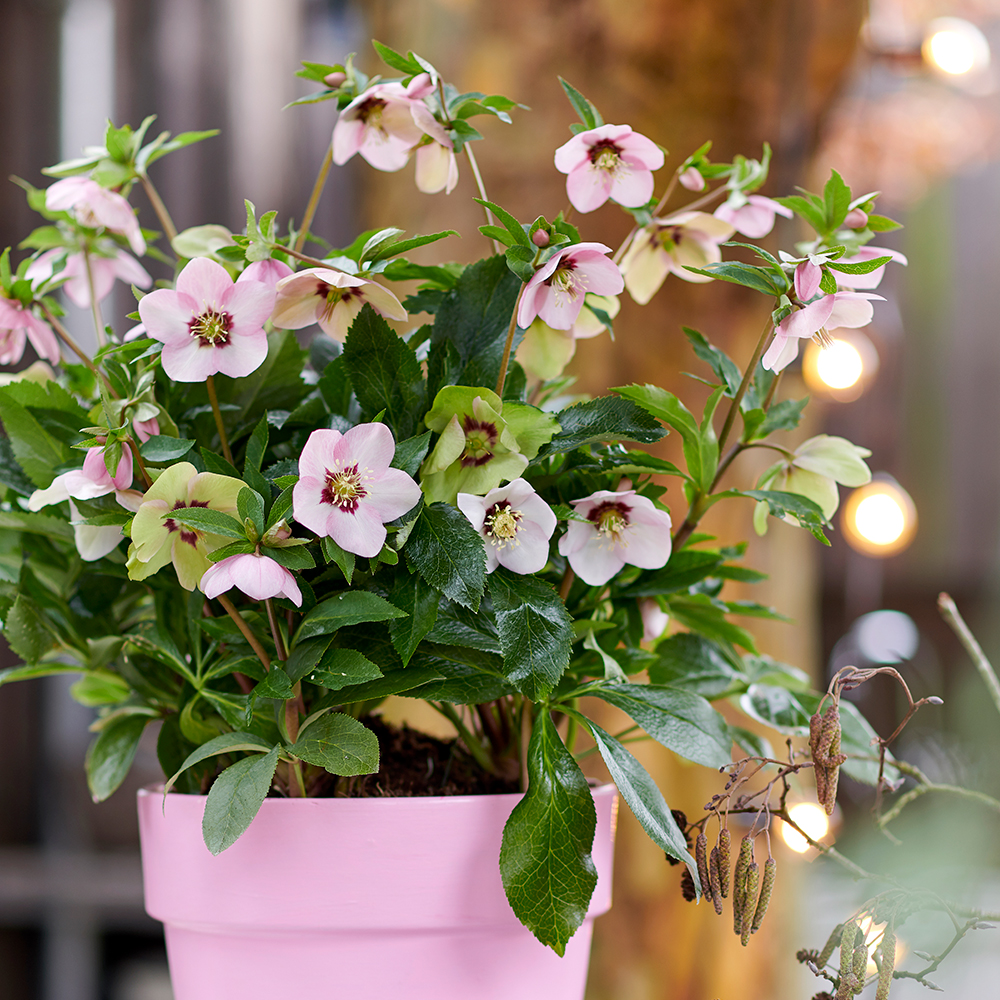 HilverdaFlorist-Helleborus_lifestyle-orientalis01