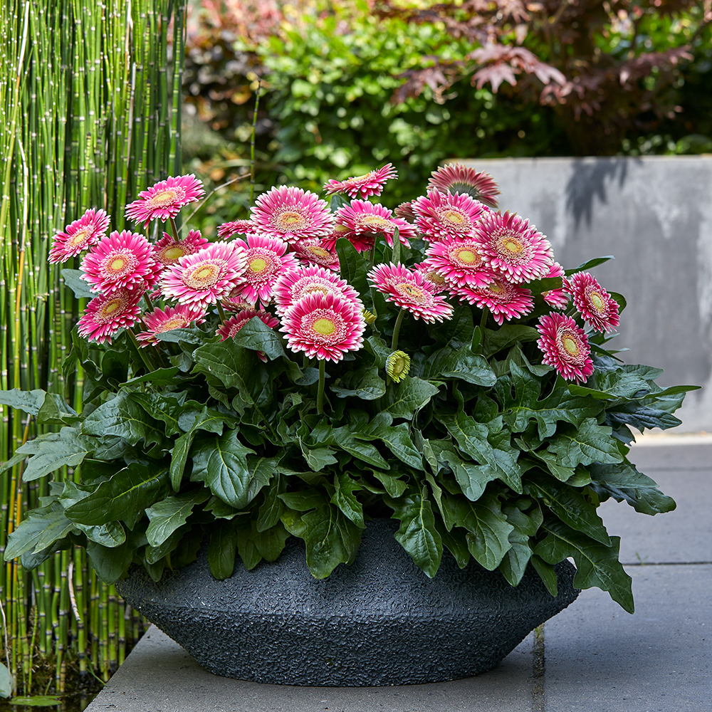 HilverdaFlorist-Patio Gerbera - Capitol Reef