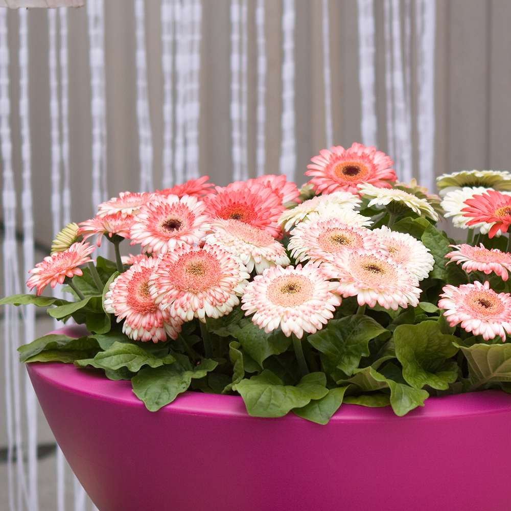 HilverdaFlorist-Pot Gerbera-Sundayz