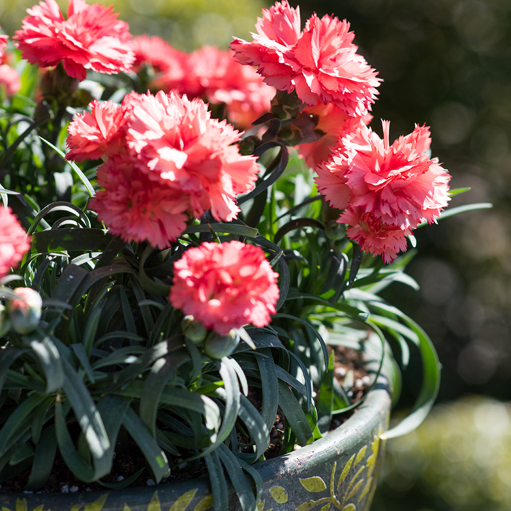 HilverdaFlorist-Dianthus-Sunflor