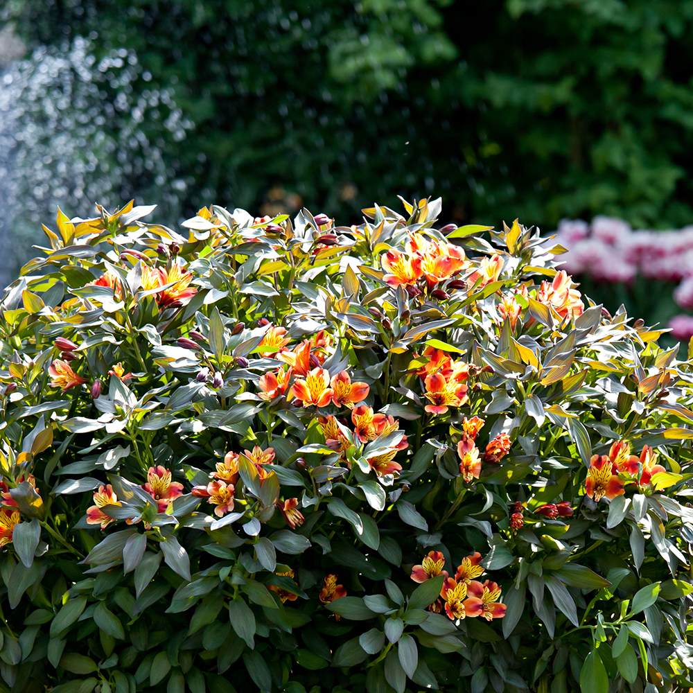 HilverdaFlorist-Garden Alstroemeria-Indian Summer