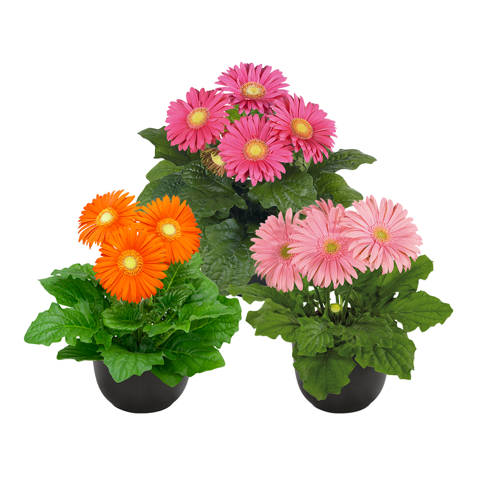 HilverdaFlorist - Pot Gerbera - Flori Line - Introductions 2021