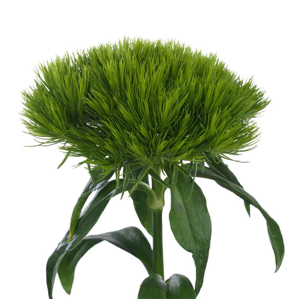 Green-Wicky-01
