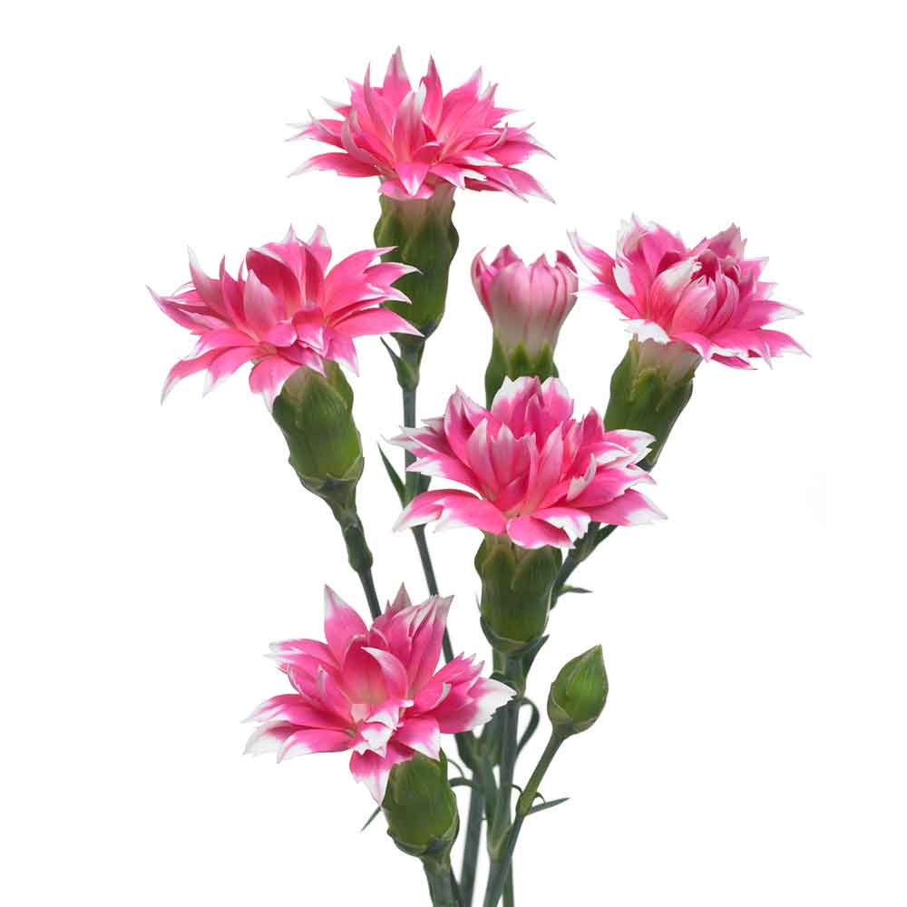 Star-Cherry-Tessino-01