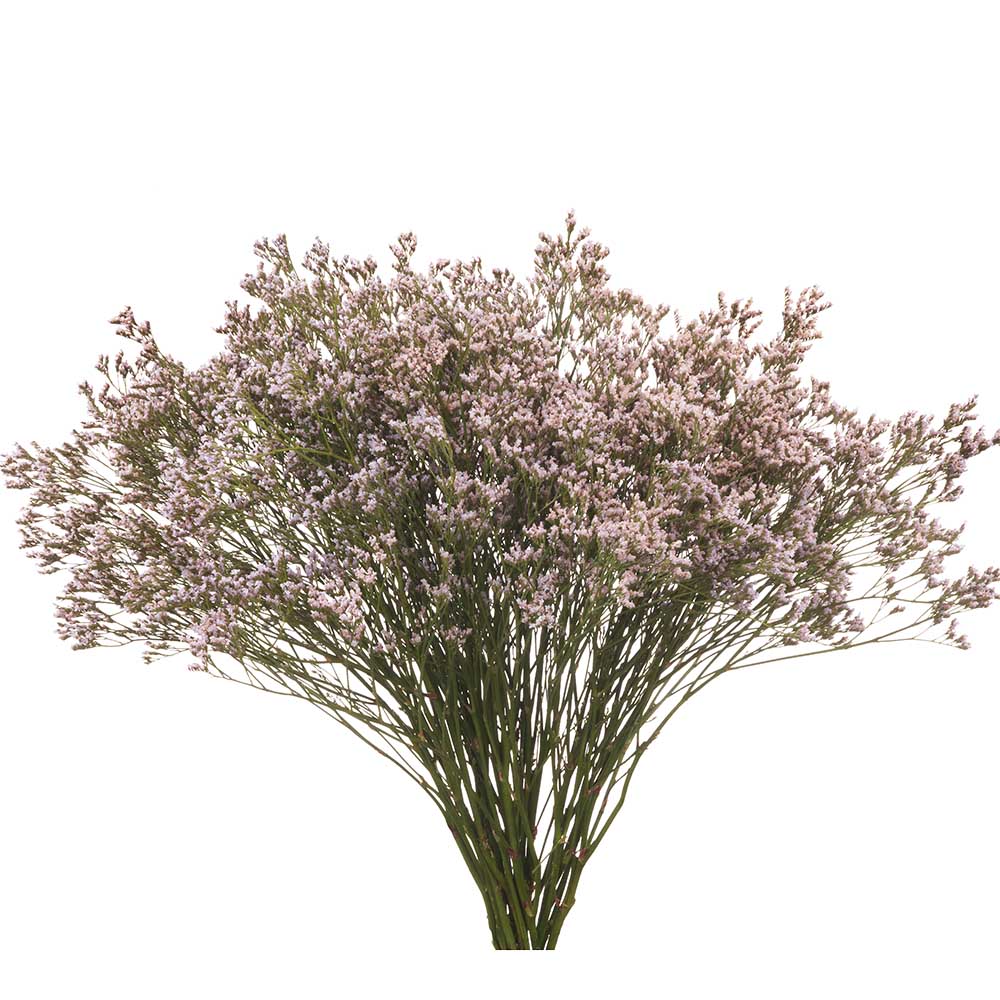 Tennessee-Pink-01