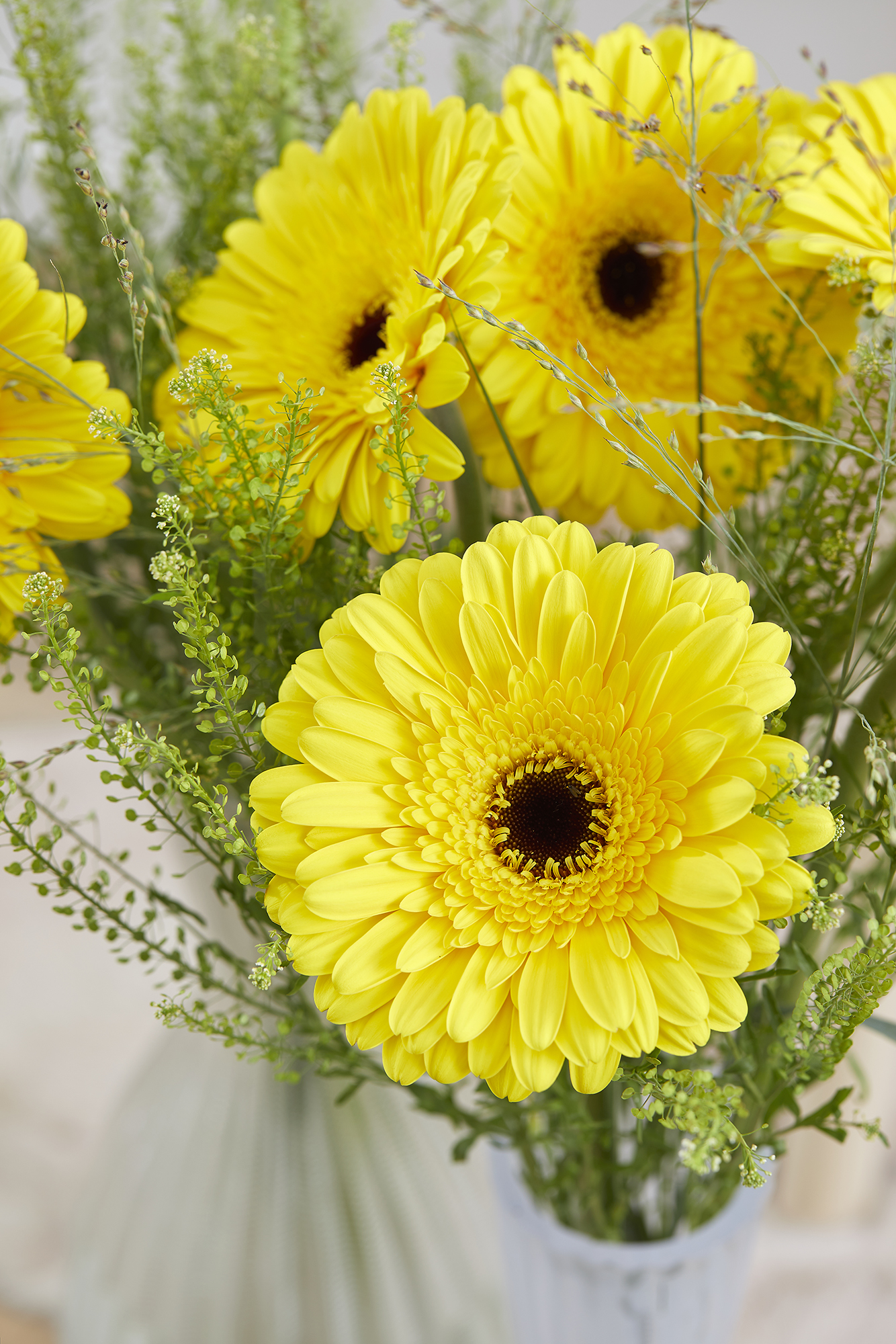 HilverdaFlorist - Gerbera - Standard - Stilo 02