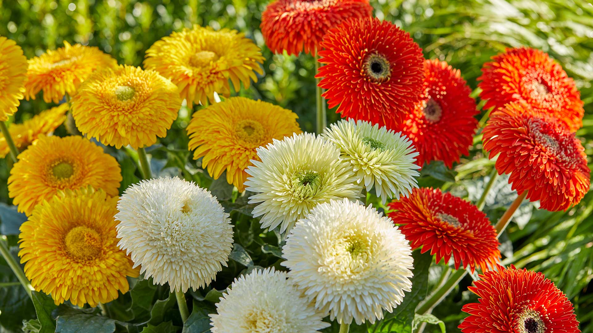 HilverdaFlorist_PatioGerbera_Glorious_slinder01