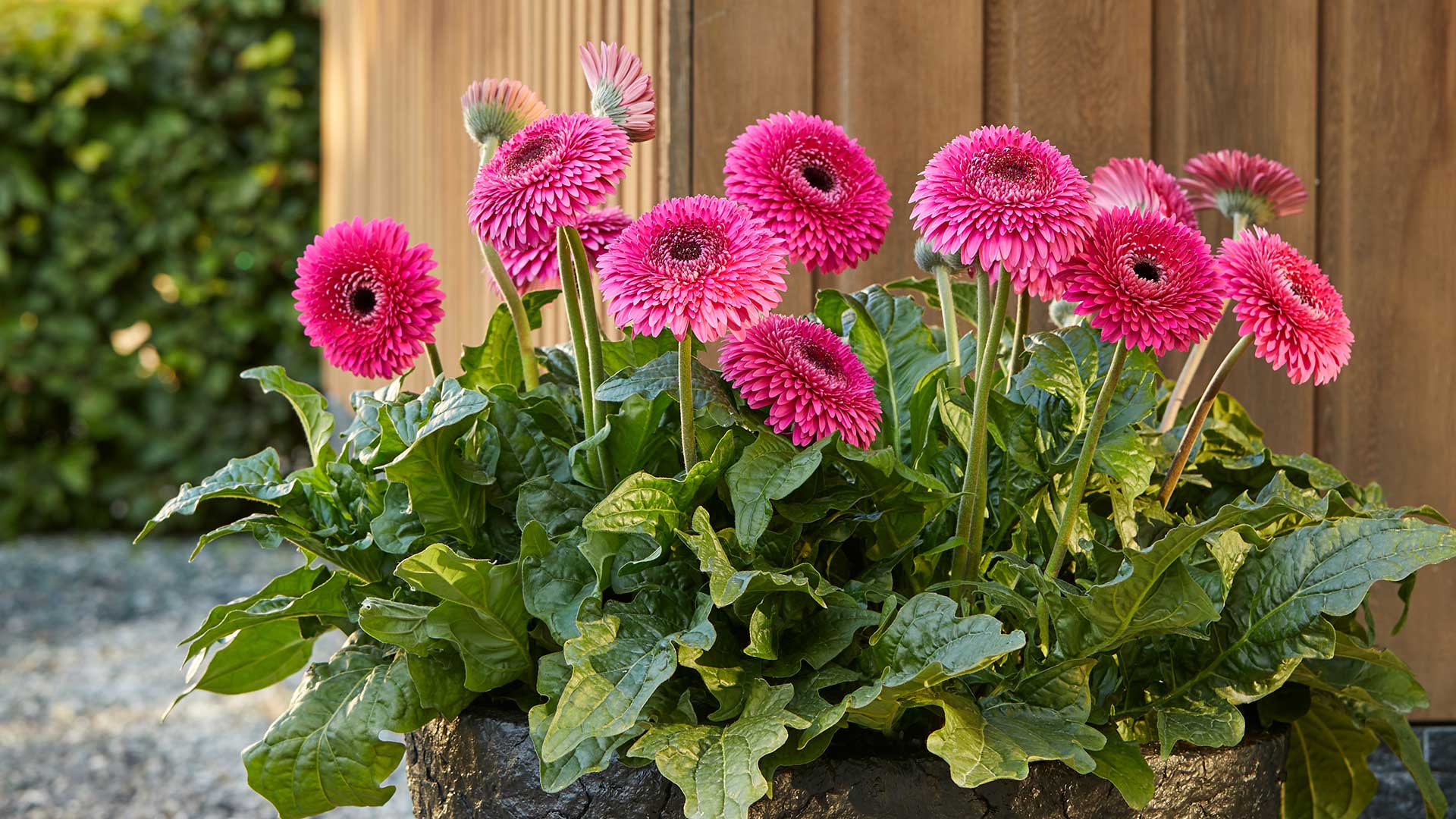 HilverdaFlorist_PatioGerbera_Glorious_slinder02