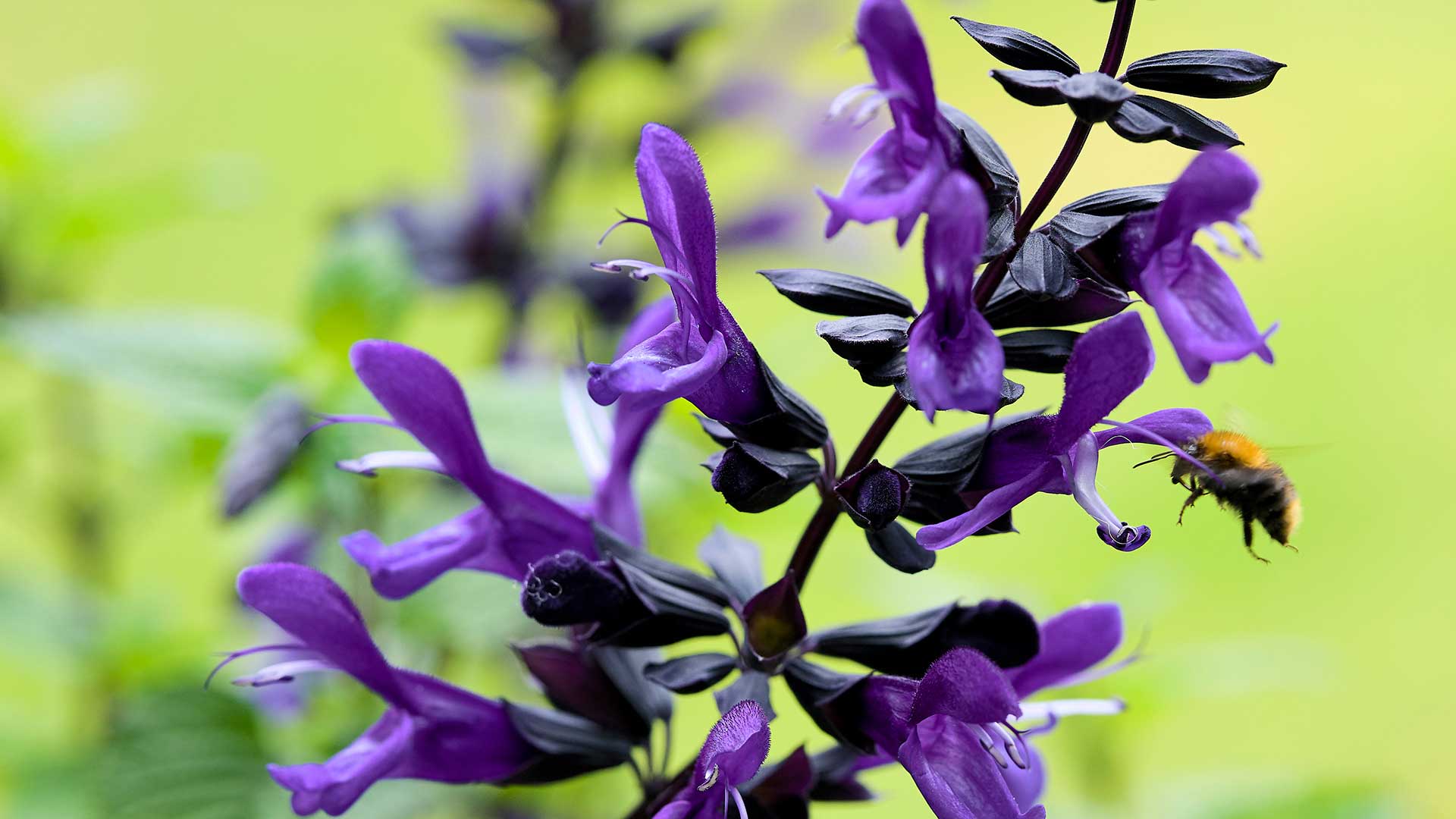 HilverdaFlorist_Salvia-Salgoon-header01