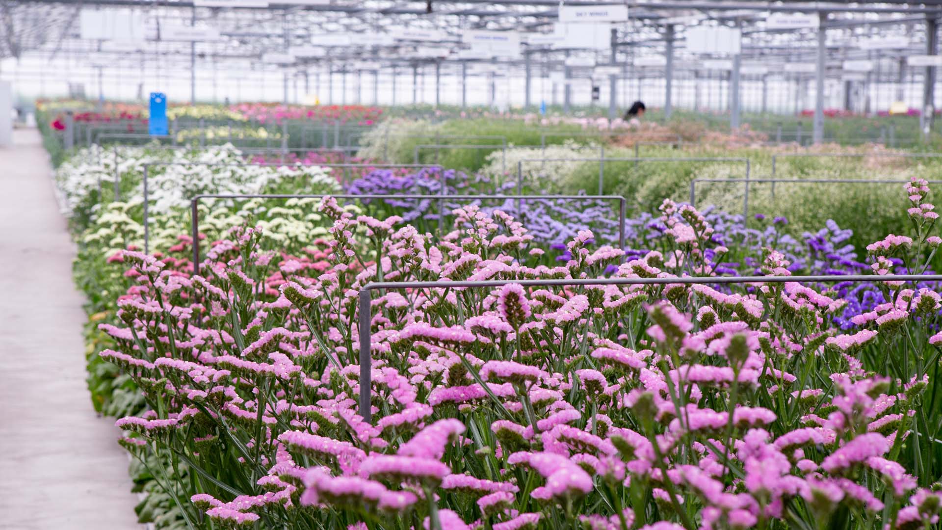 header limonium