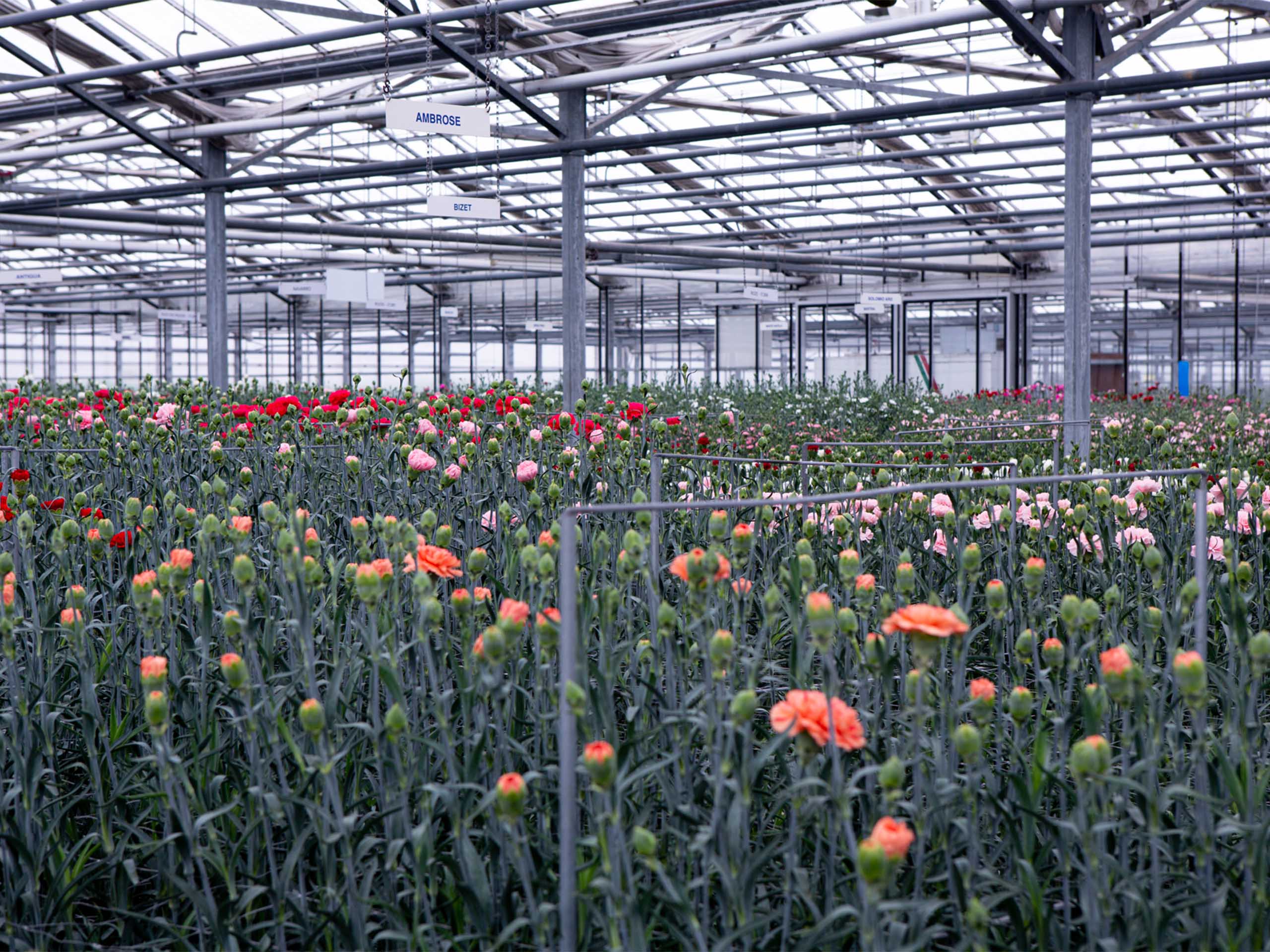 Dianthus achtergrond