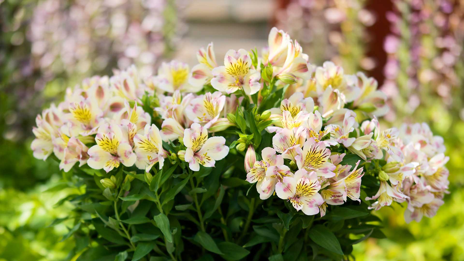 HilverdaFlorist-Alstroemeria-Summer-Paradise-Valley-slider01