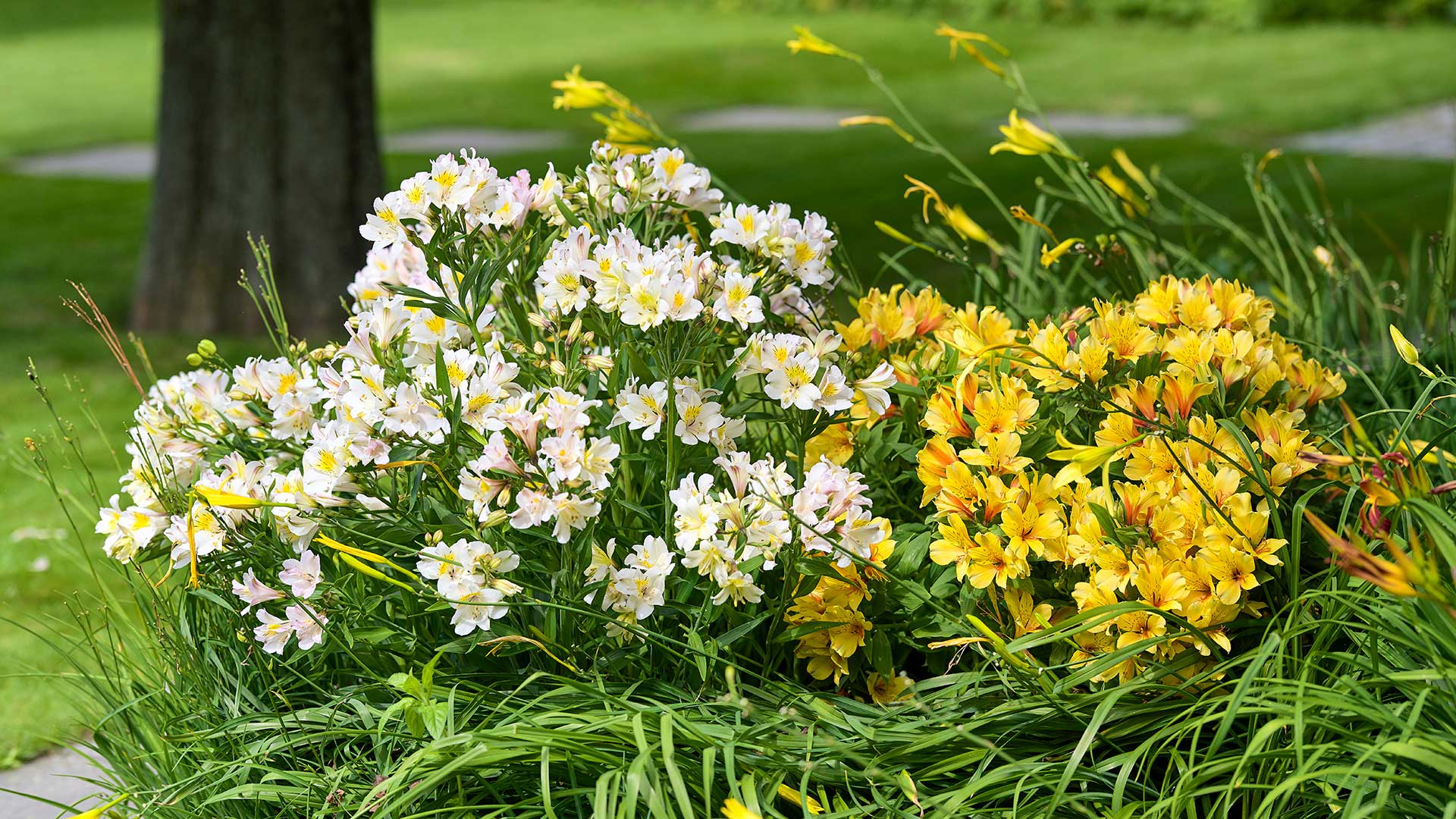 HilverdaFlorist-Alstroemeria-Summer-Paradise-Valley-slider03