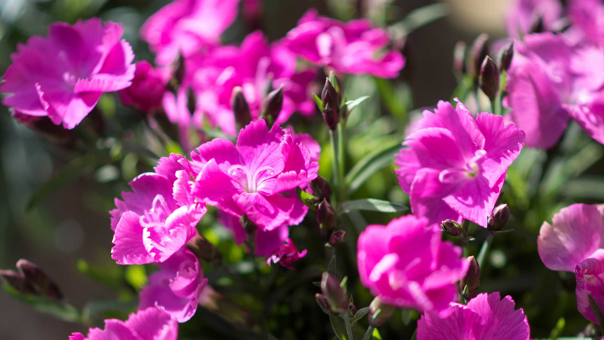 HilverdaFlorist-Beauties_slider02