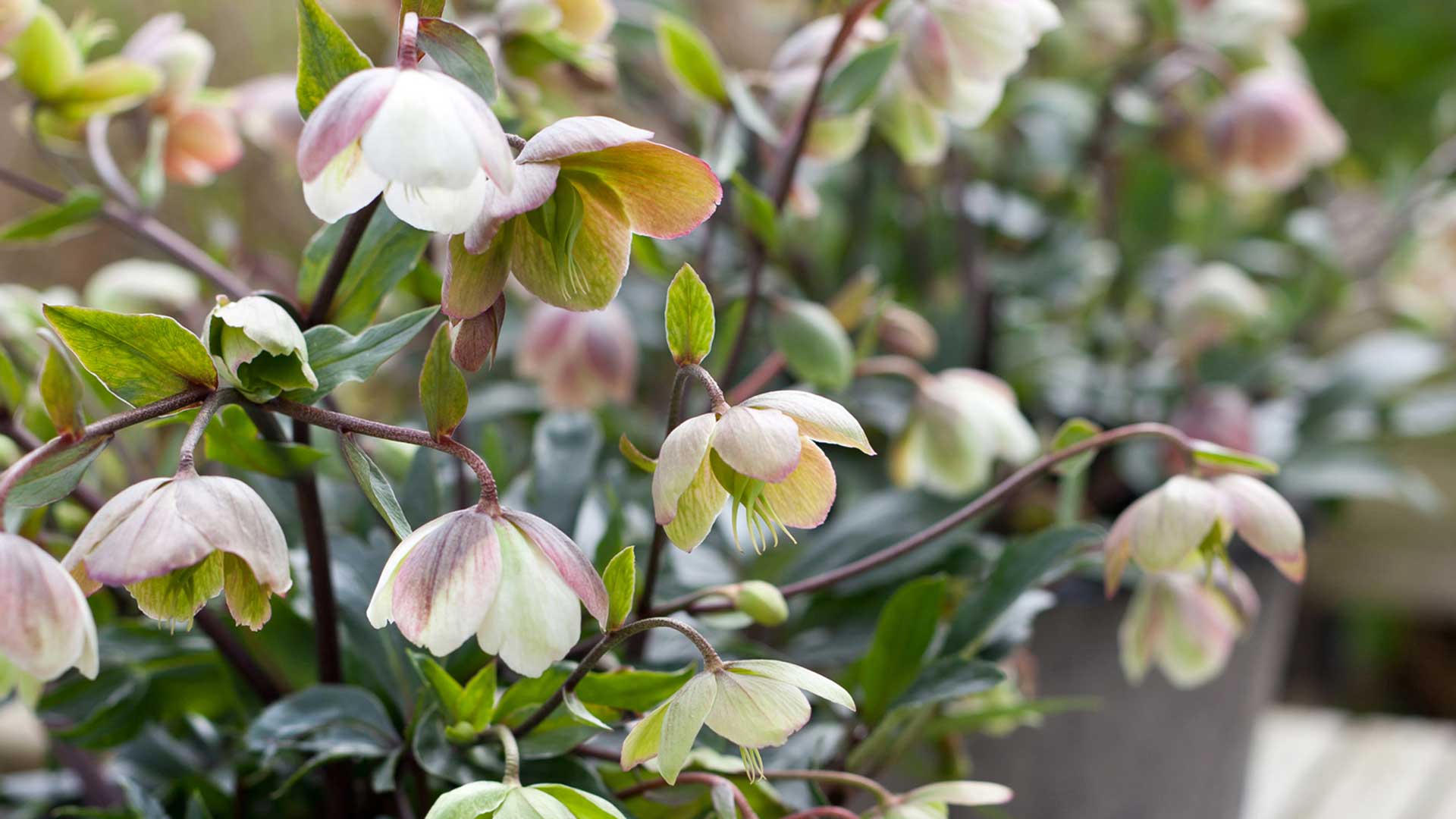 HilverdaFlorist-Helleborus_jwls-slider02