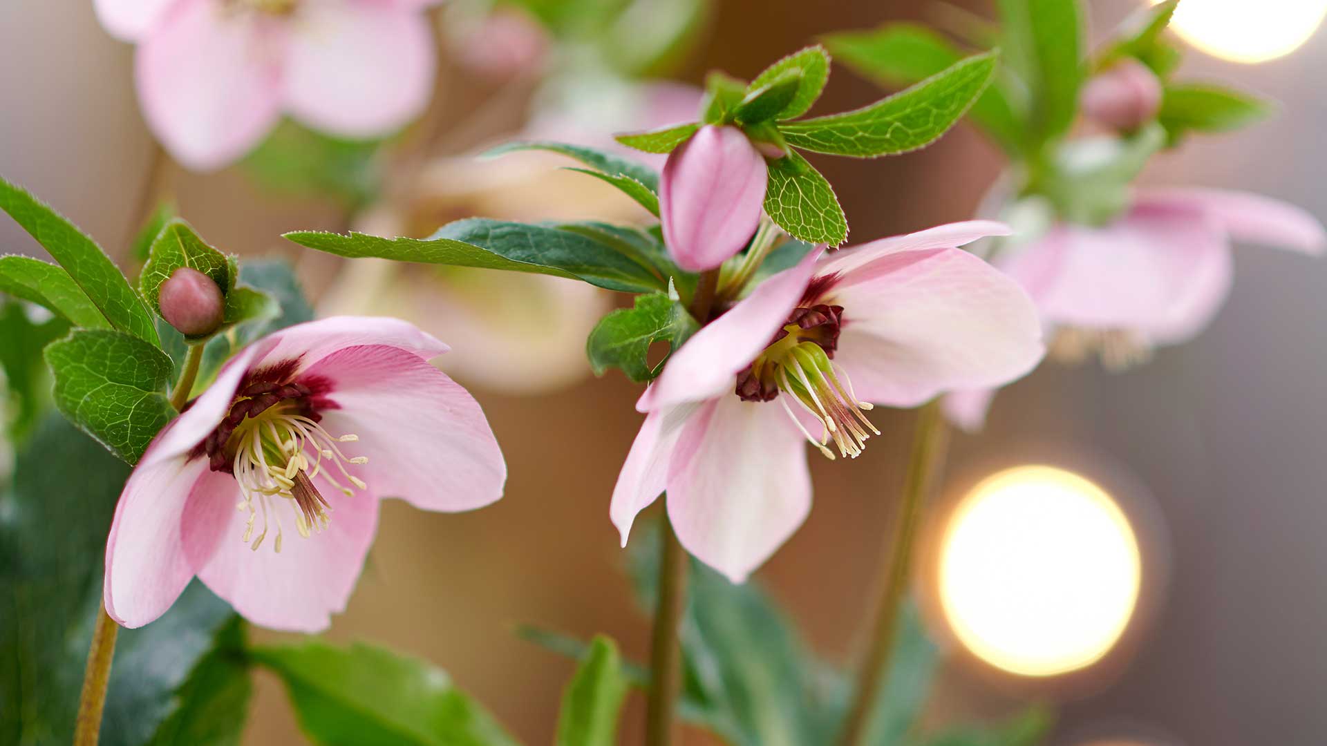 HilverdaFlorist-Helleborus_orientalis-slider01