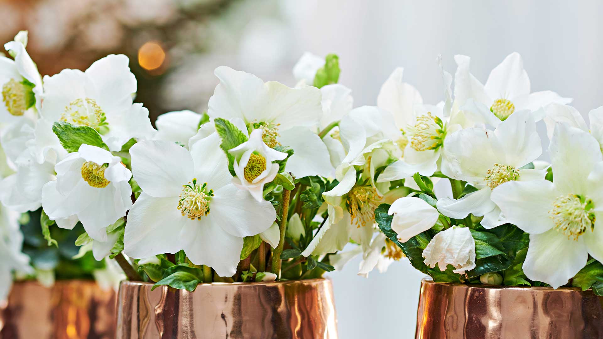 HilverdaFlorist-Helleborus_slider01