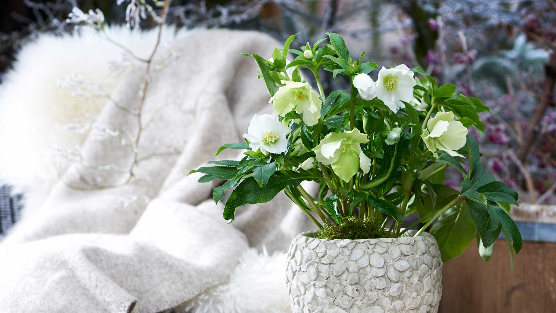 HilverdaFlorist-Helleborus_slider02