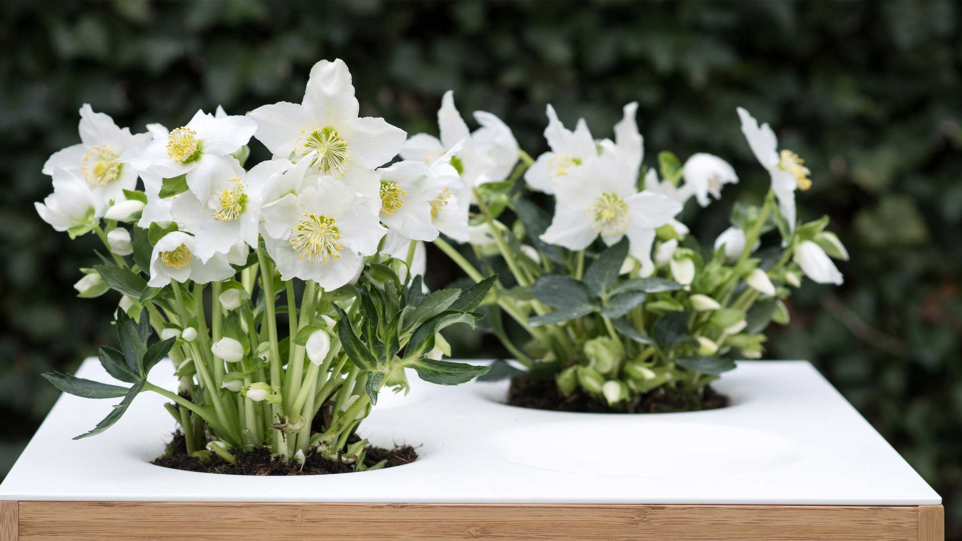 HilverdaFlorist-Helleborus_slider03