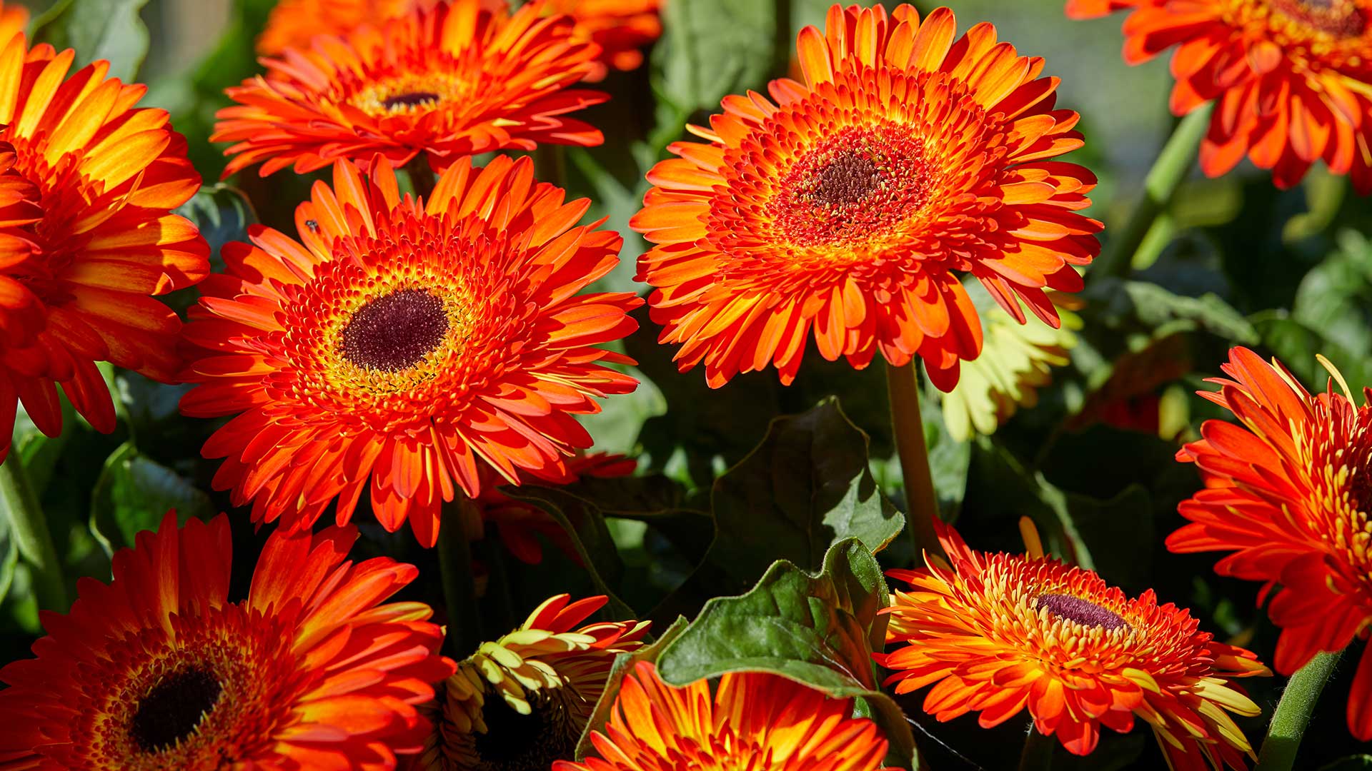 HilverdaFlorist-PatioGerbera_slider01