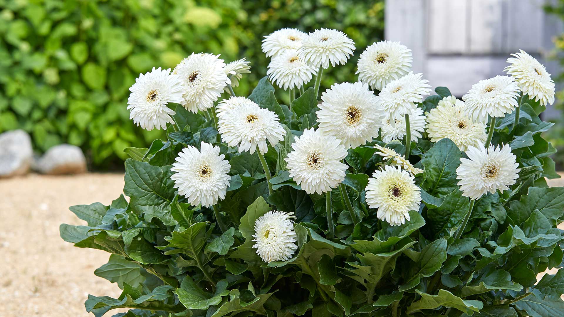 HilverdaFlorist-PatioGerbera_slider02