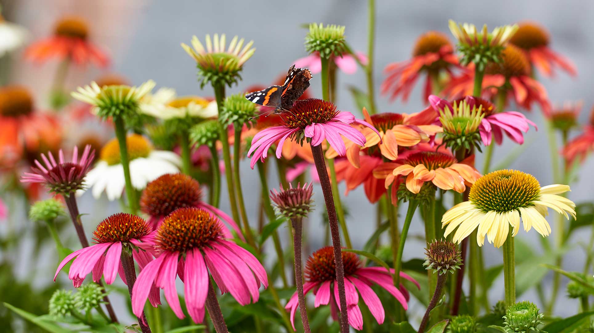 HilverdaFlorist_Echinacea_Mooodz-Slider01