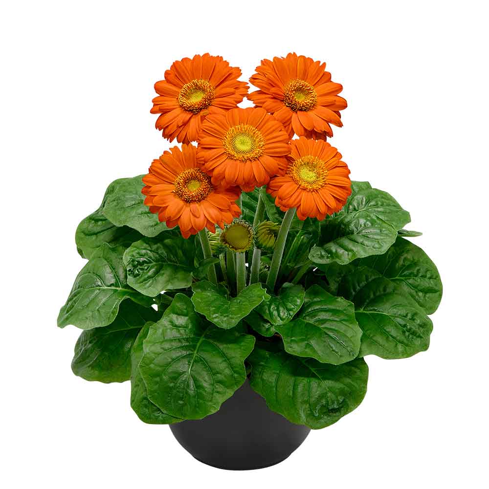 Gerbera soie fleur art fleur orange 70 cm 42751-18 f11 