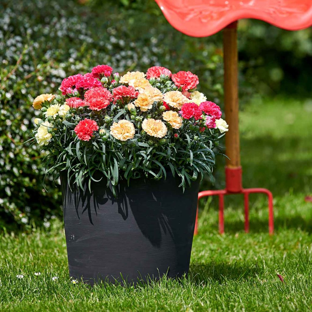 Adorables Dianthus Adorable