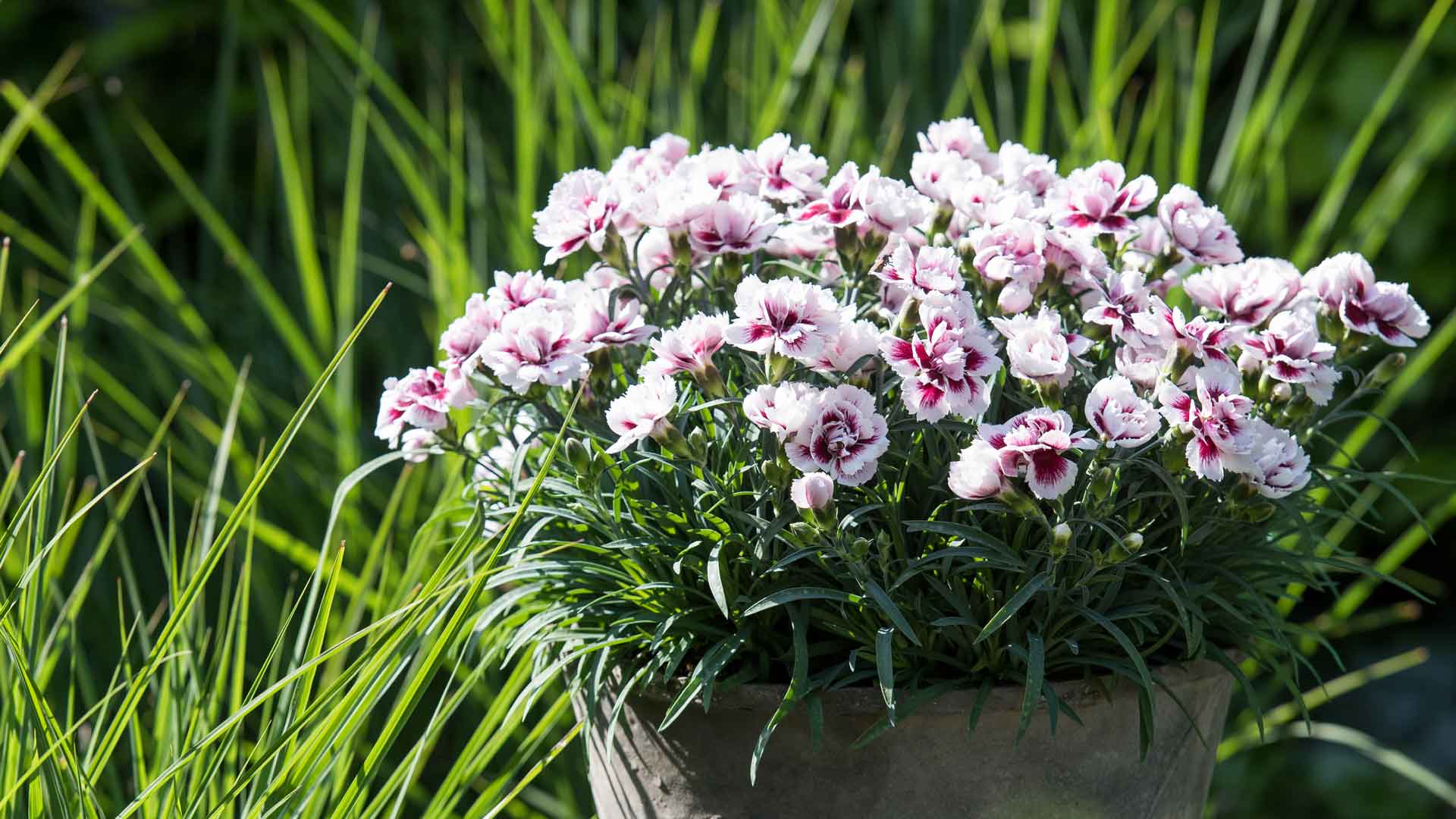 HilverdaFlorist_Dianthus_Odessa_Amy02