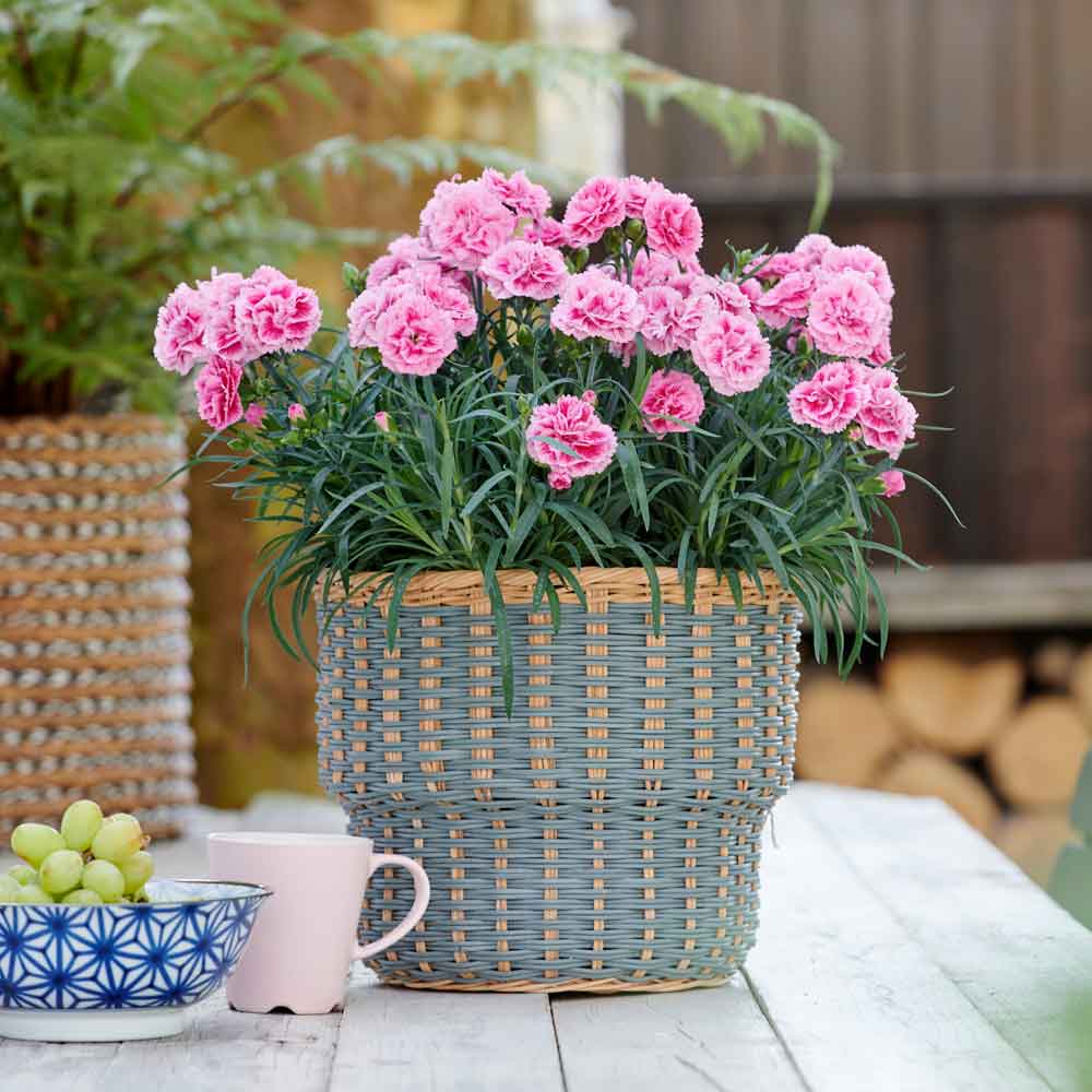 Dianthus Odessa