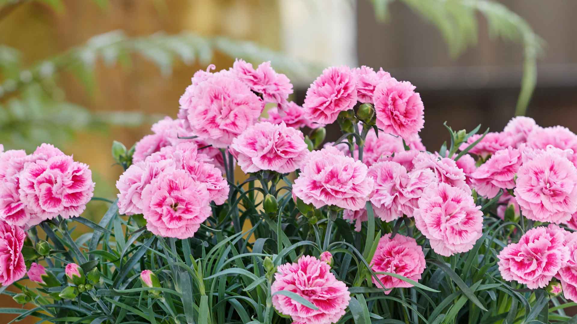 Dianthus Odessa