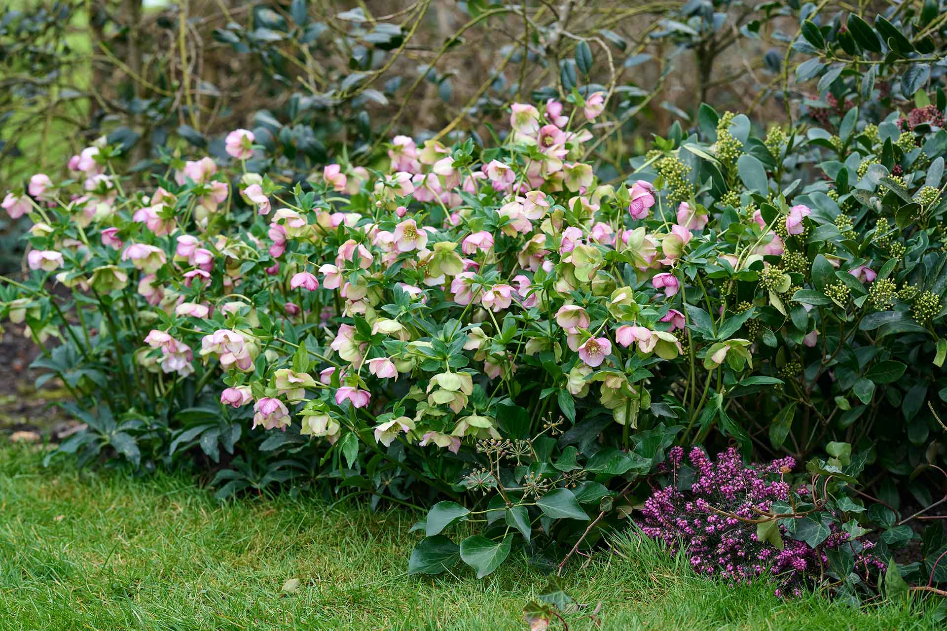 HilverdaFlorist-Helleborus-Glamour-Beaming-Blush-slider