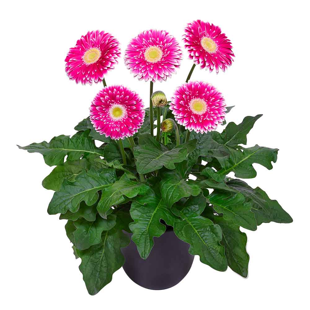 HilverdaFlorist Patio Gerbera Hot Springs