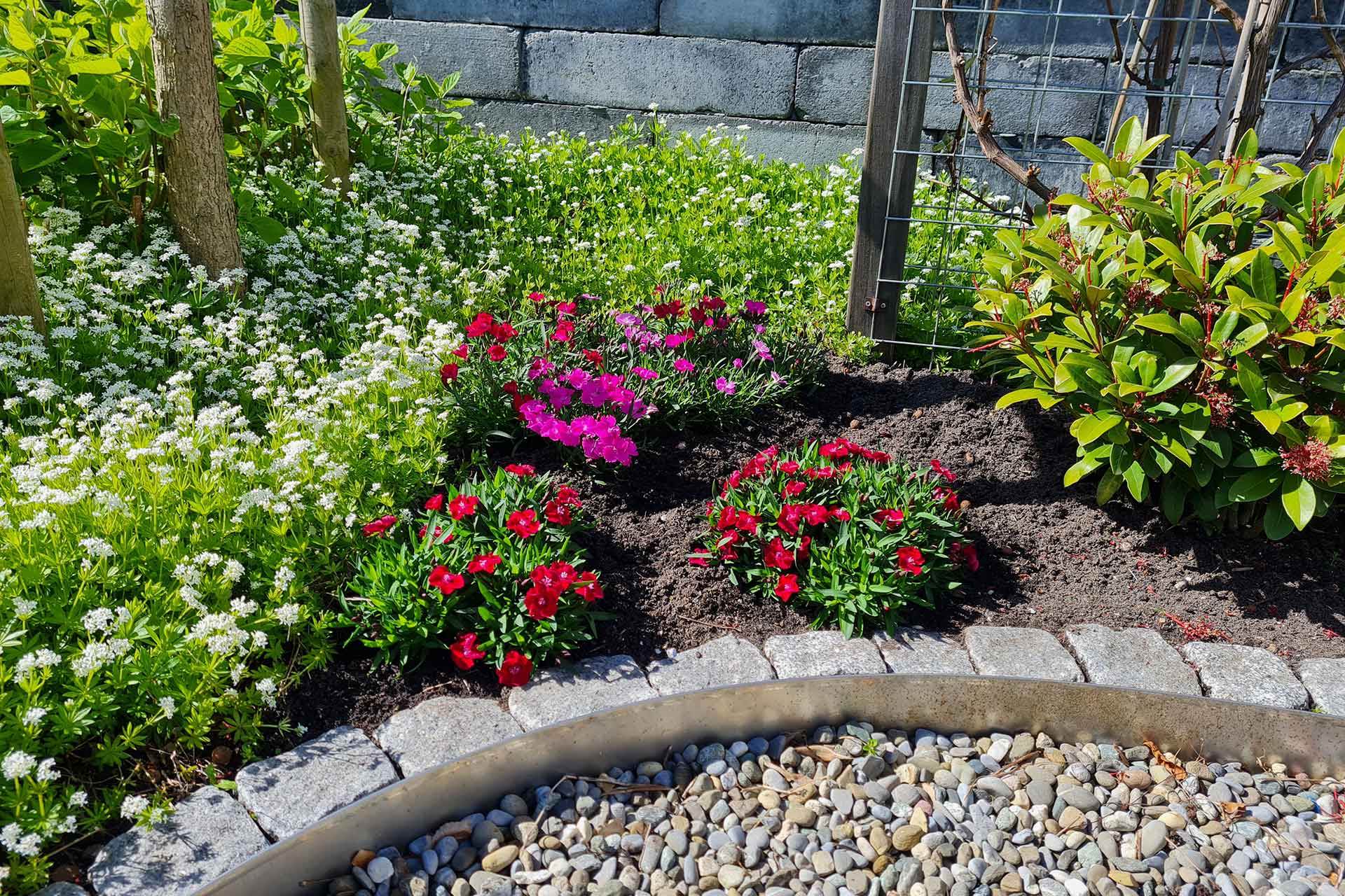 Dianthus-Beaties-garden-perennial