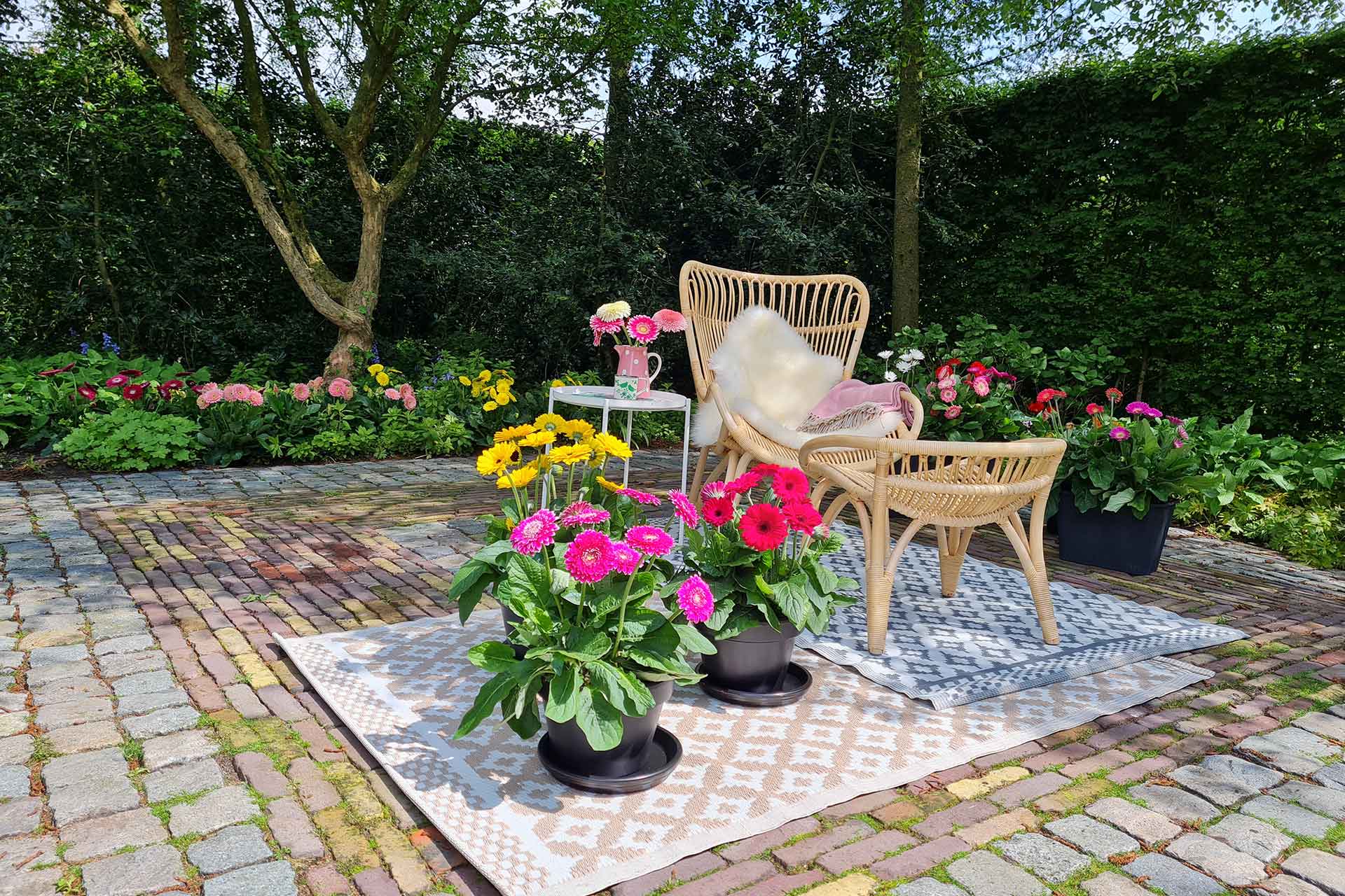 Garvinea Garden Gerbera keeps on flowering all summer long