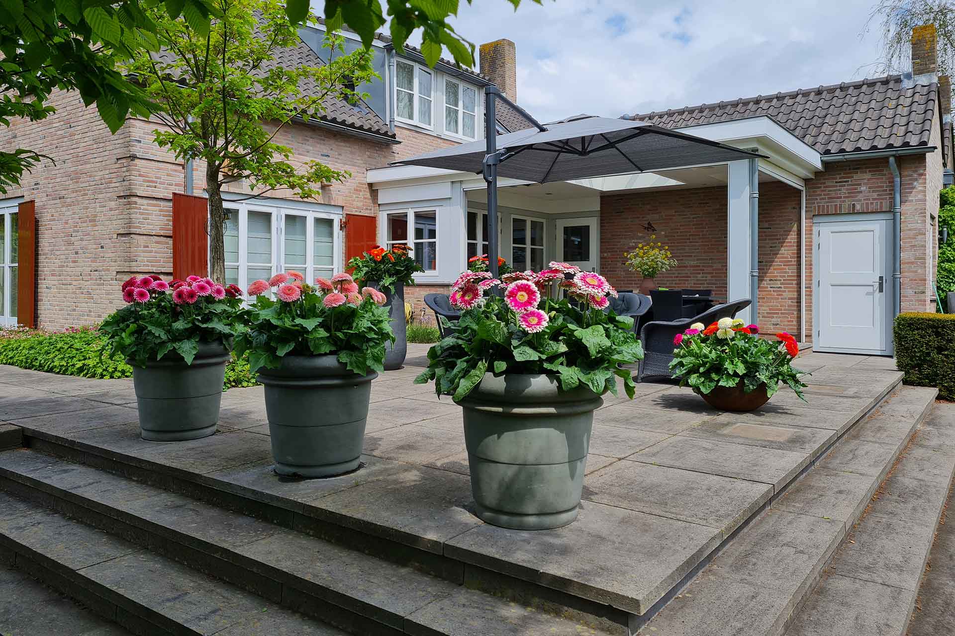 Patio-Gerbera-large-flowers