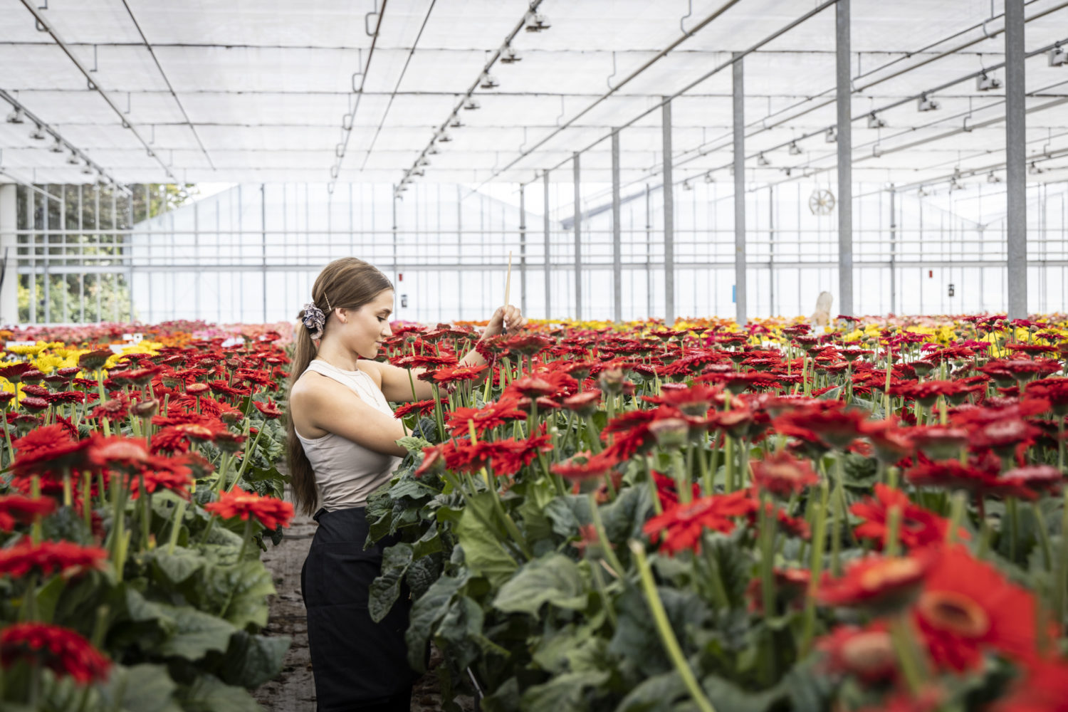 Gerbera greenhouse HilverdaFlorist NL