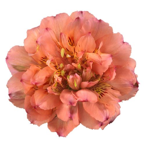 HilvFl Fashionista Pink bloem