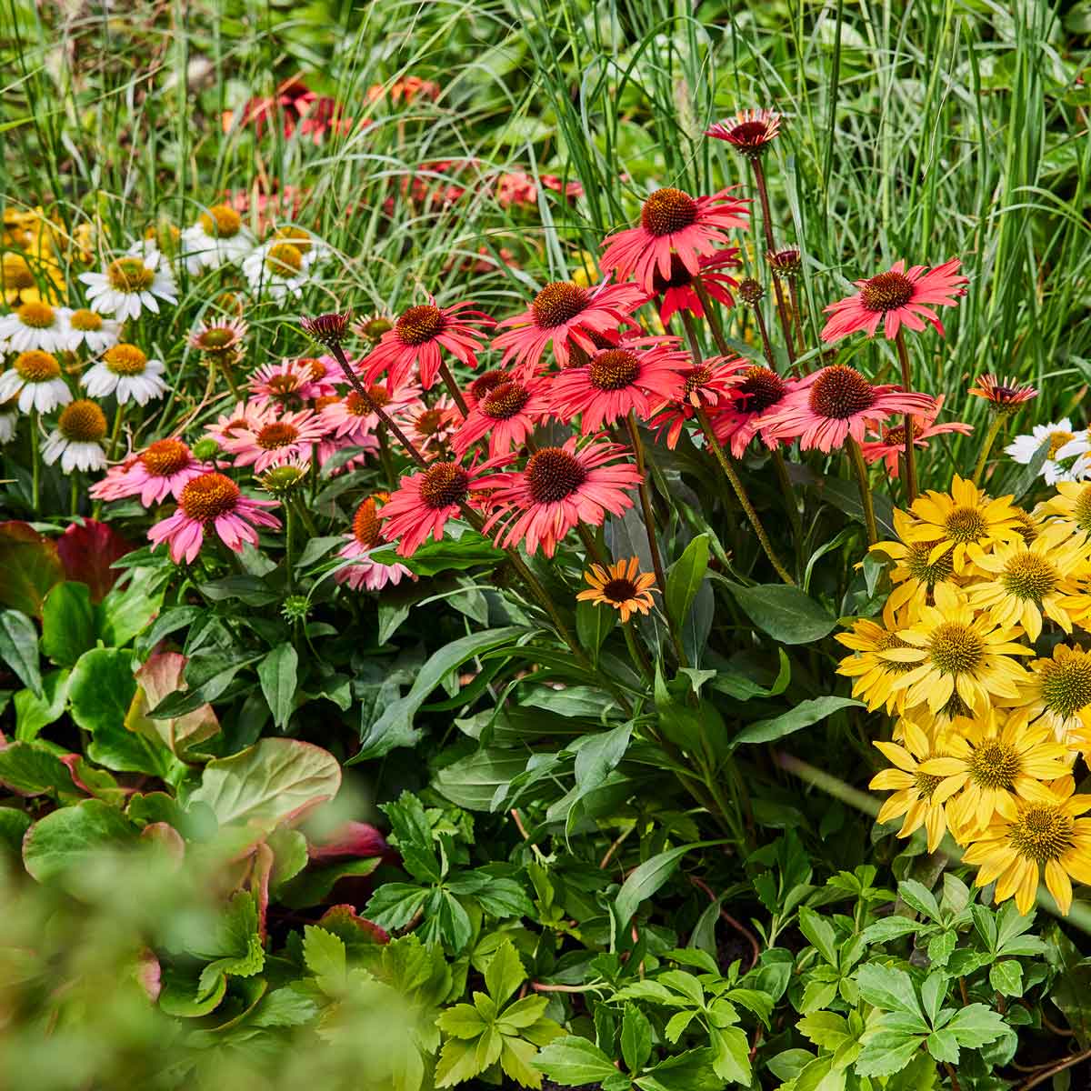 HilverdaFlorist---Echinacea-MOOODZ---Garden