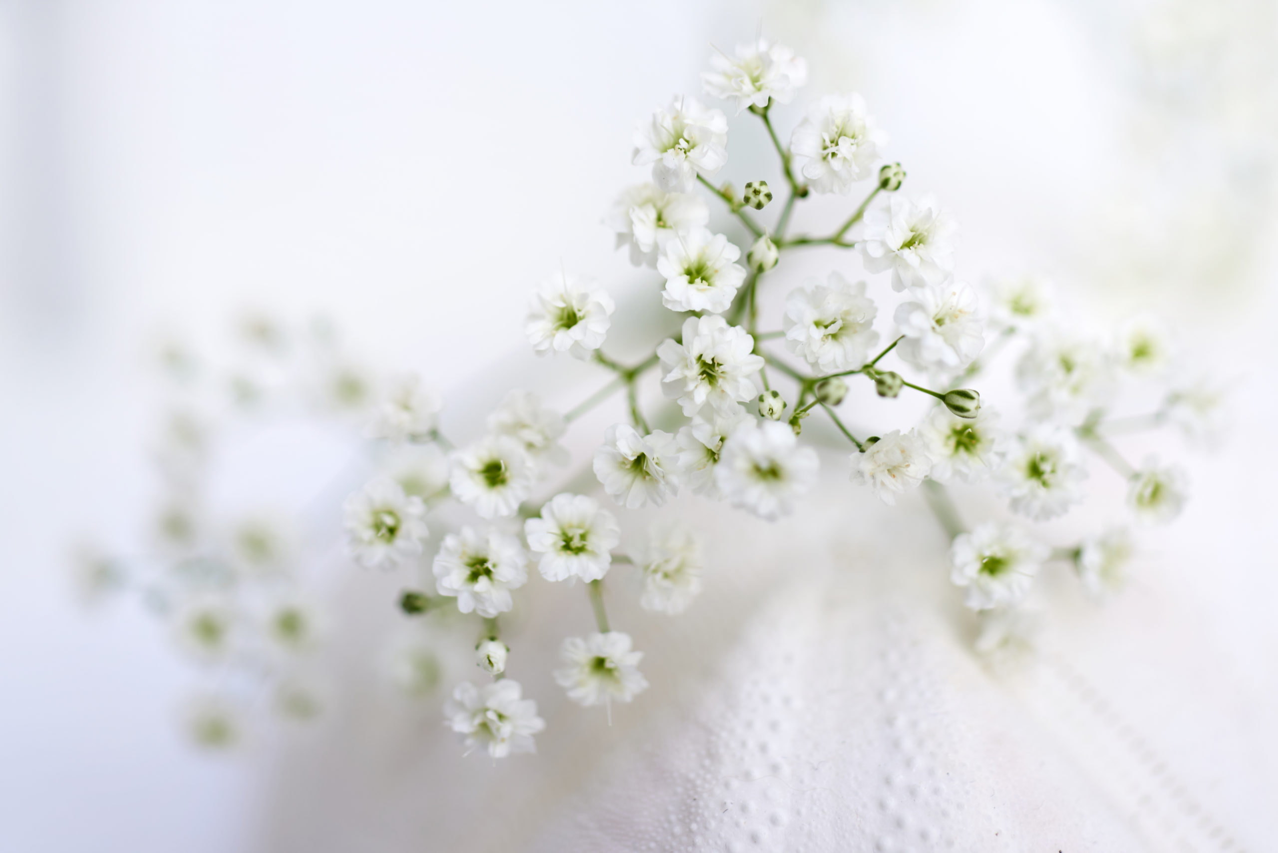 HilverdaFlorist-Gypsophila-Zinzi-15