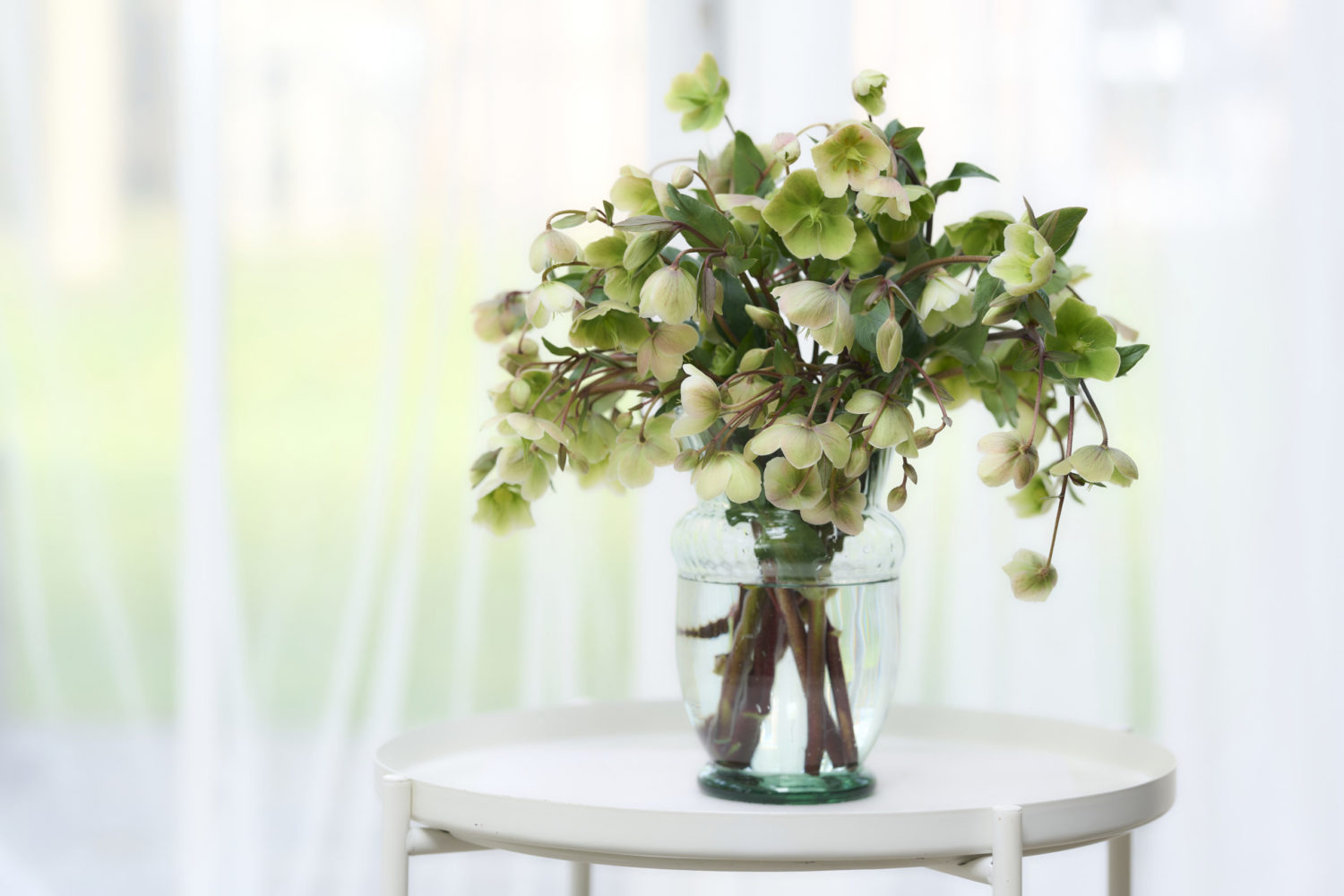 HilverdaFlorist_Helleborus_Magnificent_Bells_27