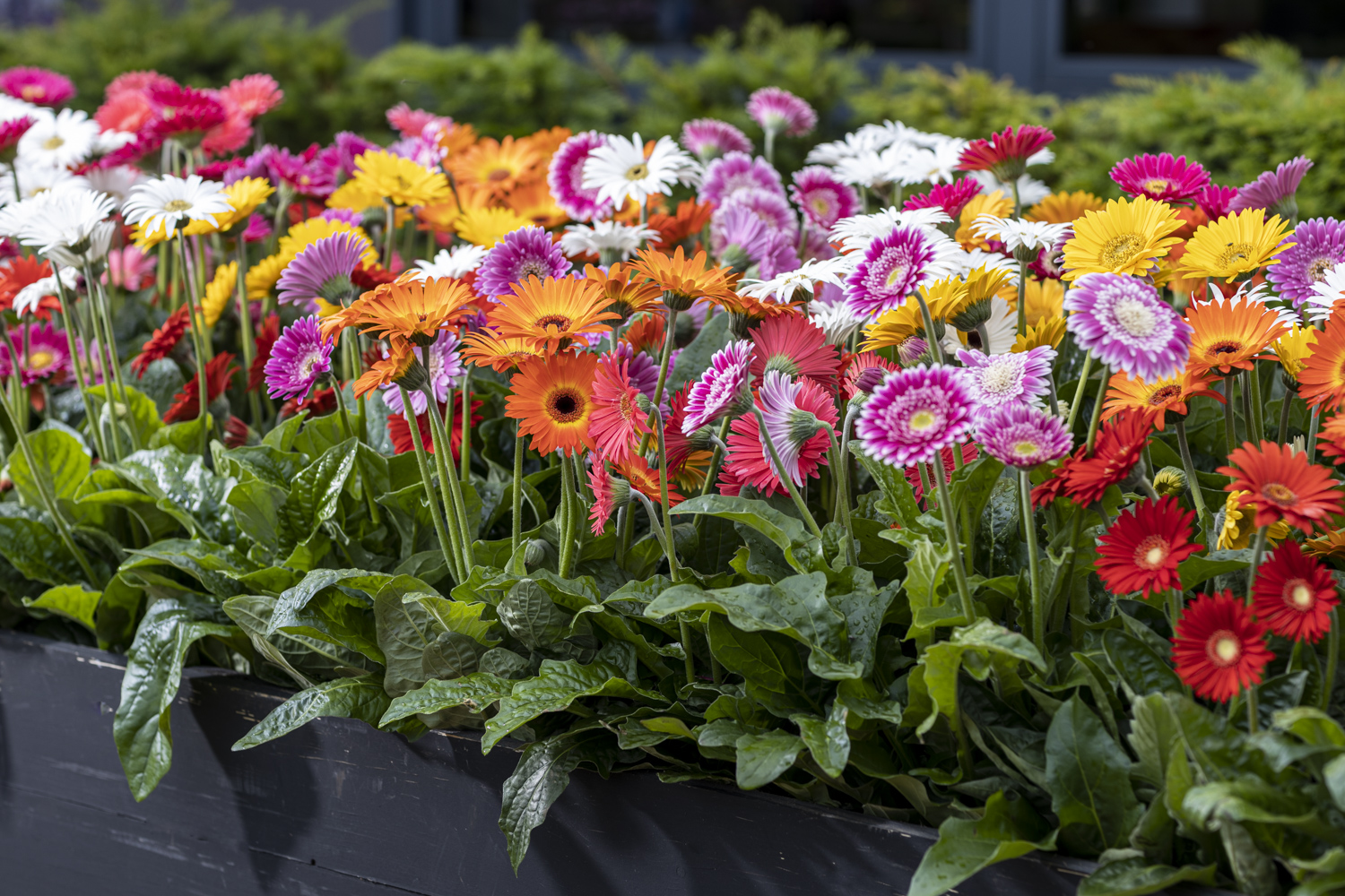3©FvdS_FLOWERTRAILS_72dpi_12 juni 2019