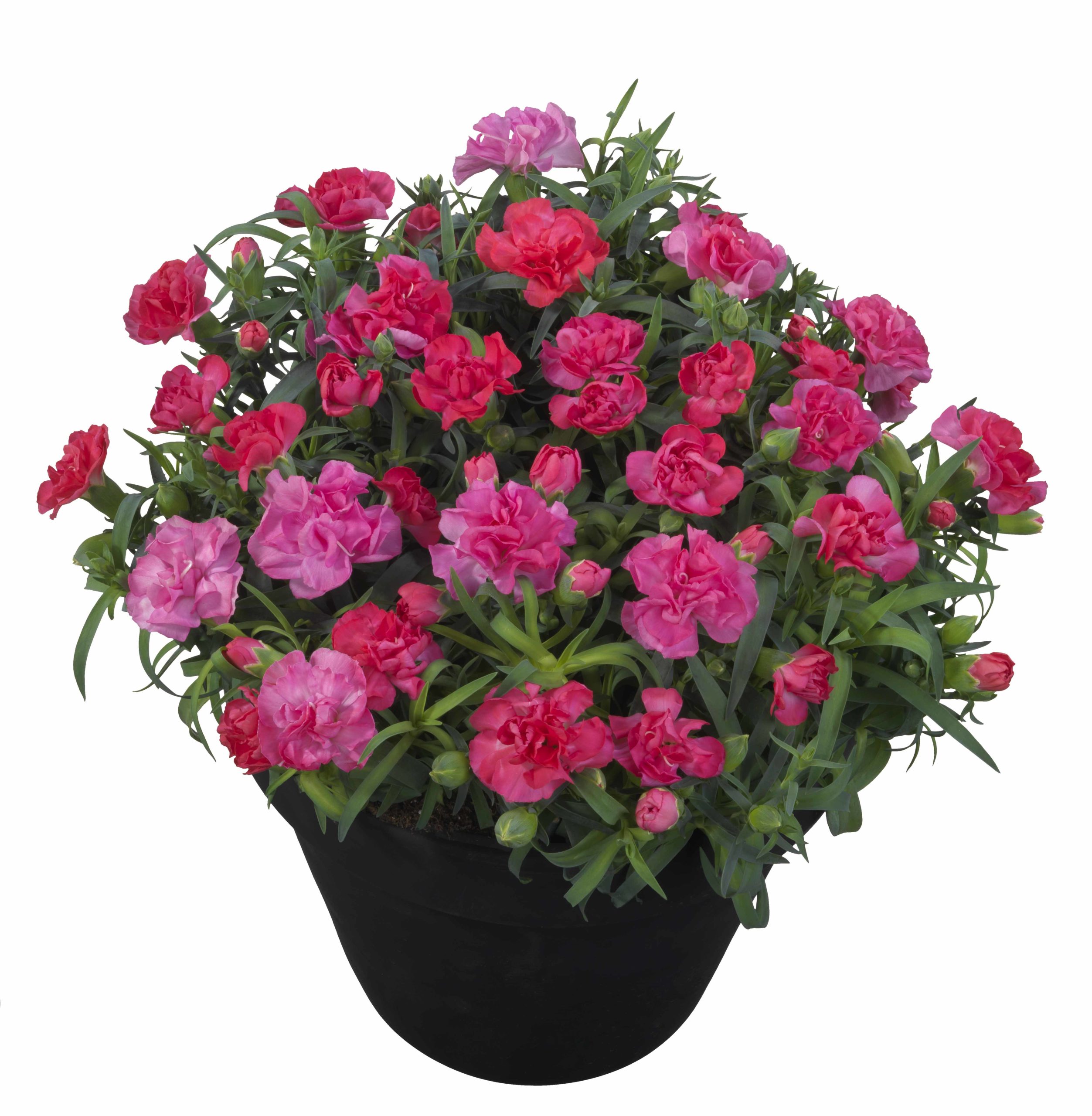 Dianthus Flow Dream Beach LR