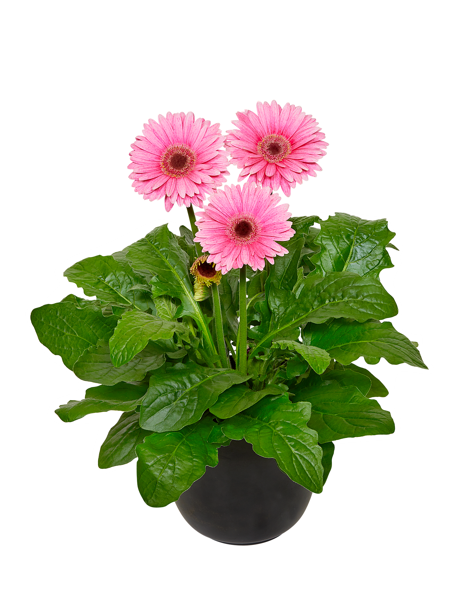 HilverdaFlorist_Royal_Deep Pink