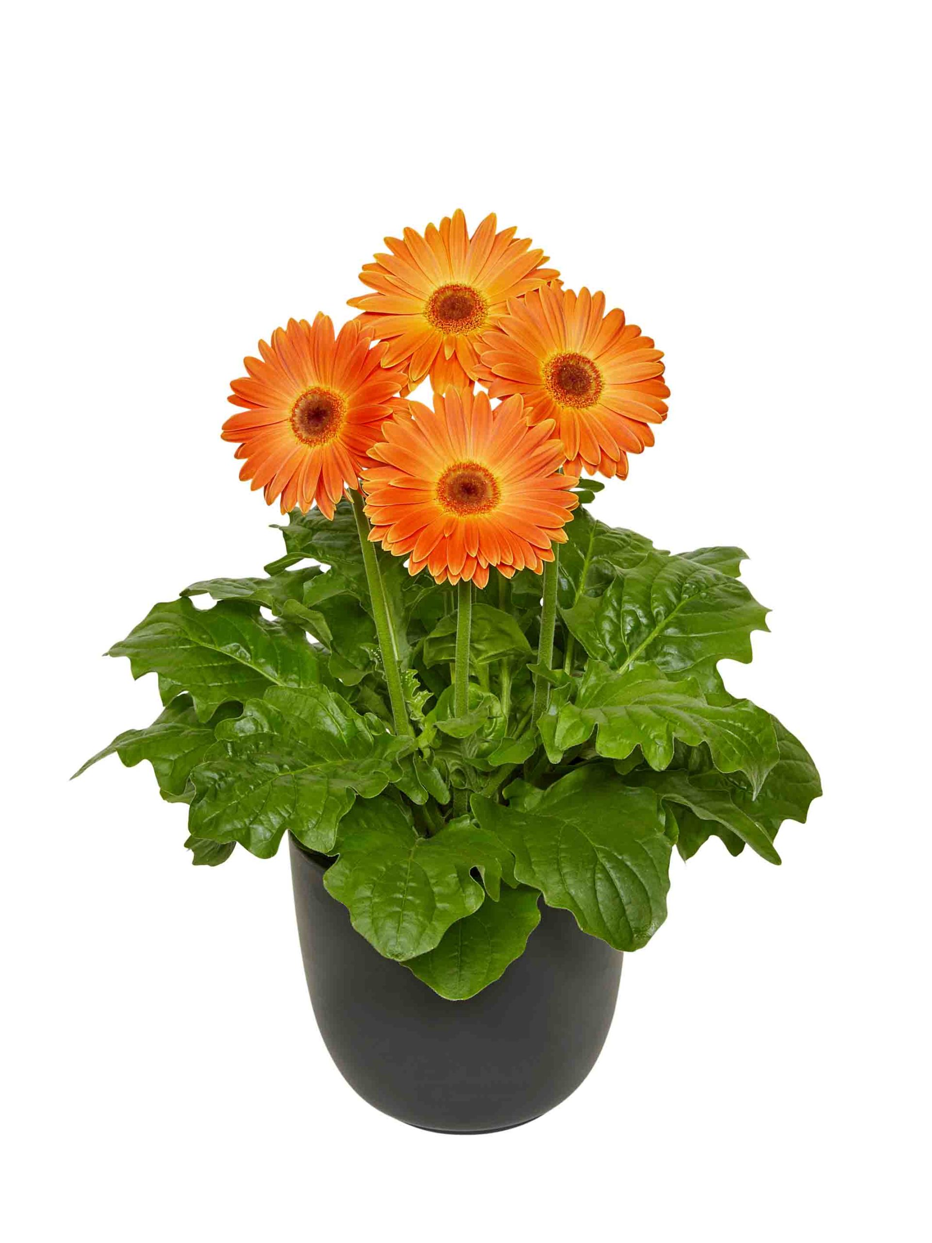Royal_Apricot-01
