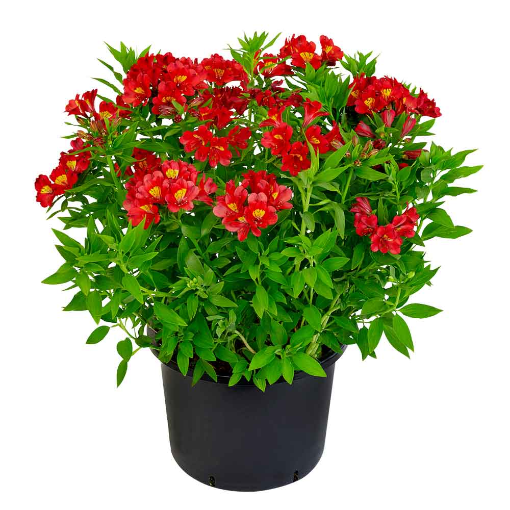 Summer Pepper