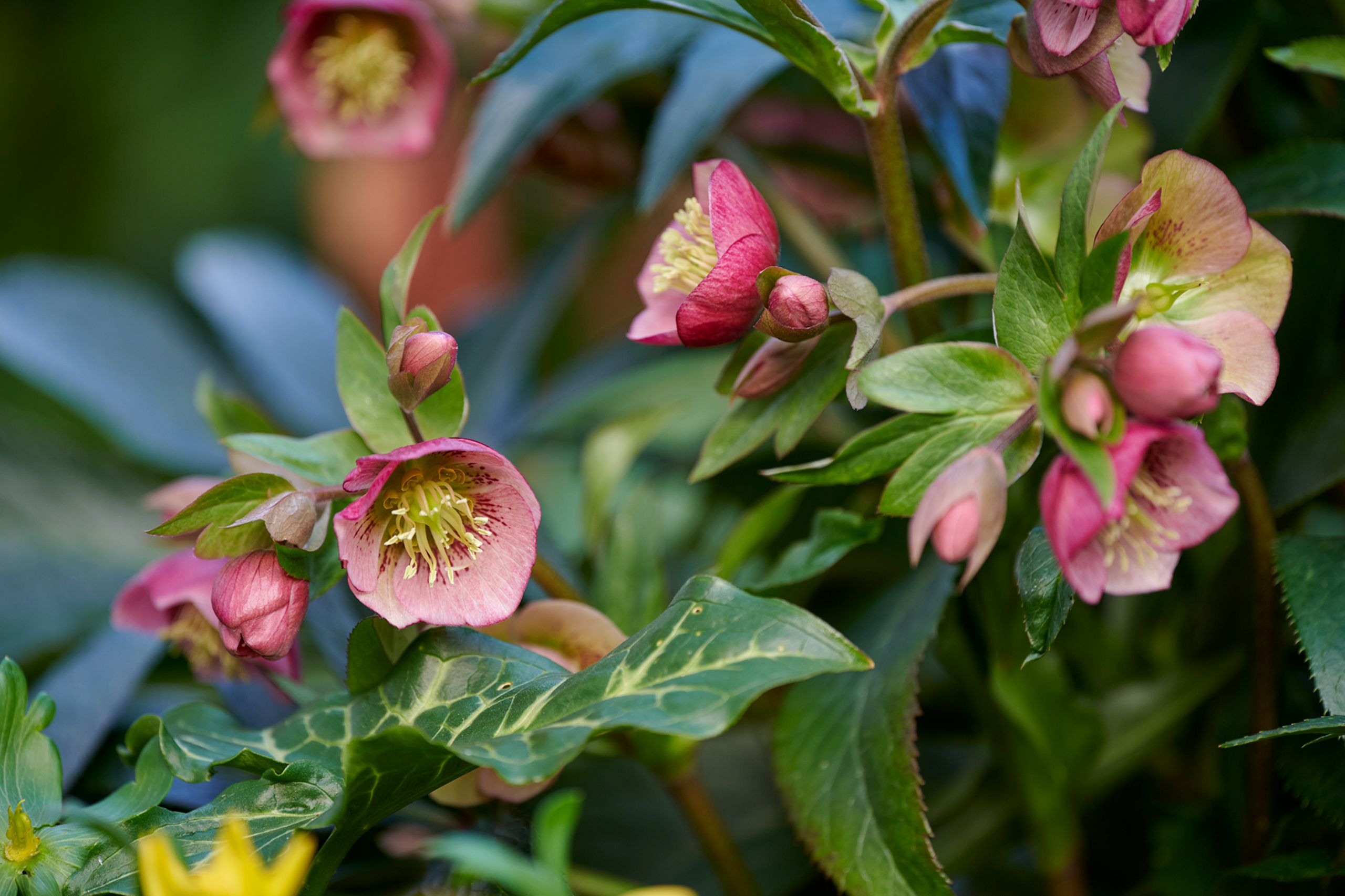 HilverDaFlorist-Helleborus-JWLS-Dacaya