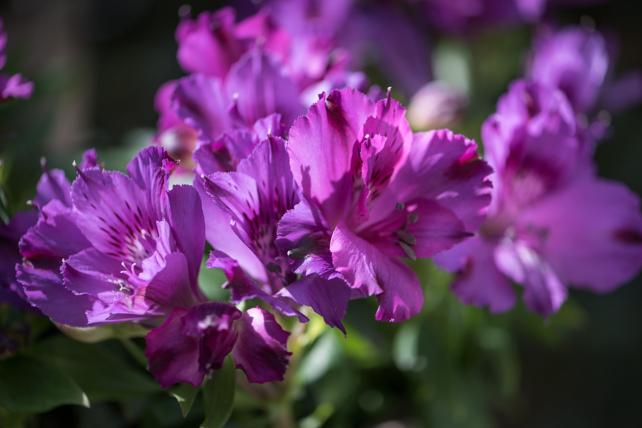 HilverdaFlorist-Alstroemeria-Inticancha-Bryce