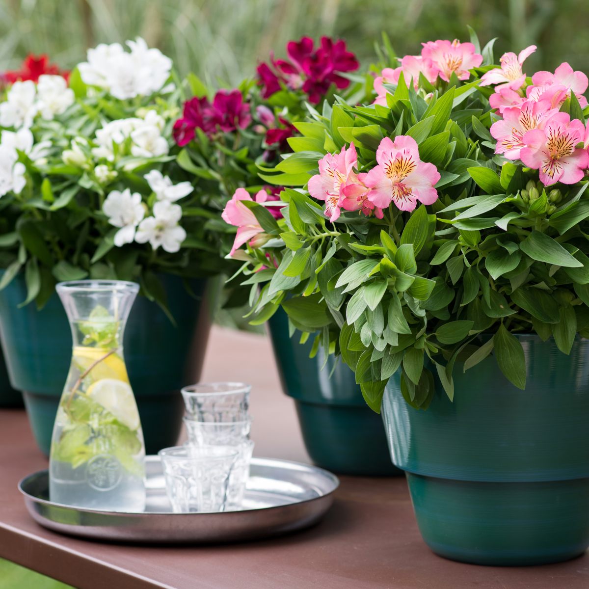 HilverdaFlorist-Alstroemeria-Inticancha-MagicWhite-DarkUrple-Sunday(SunSeries) 